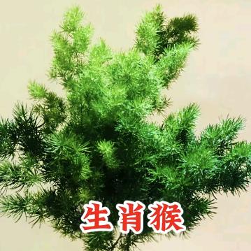 岁岁安镒
