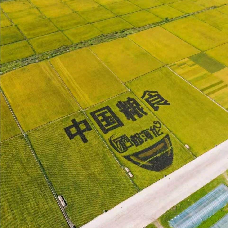 斌子水稻种植合作社