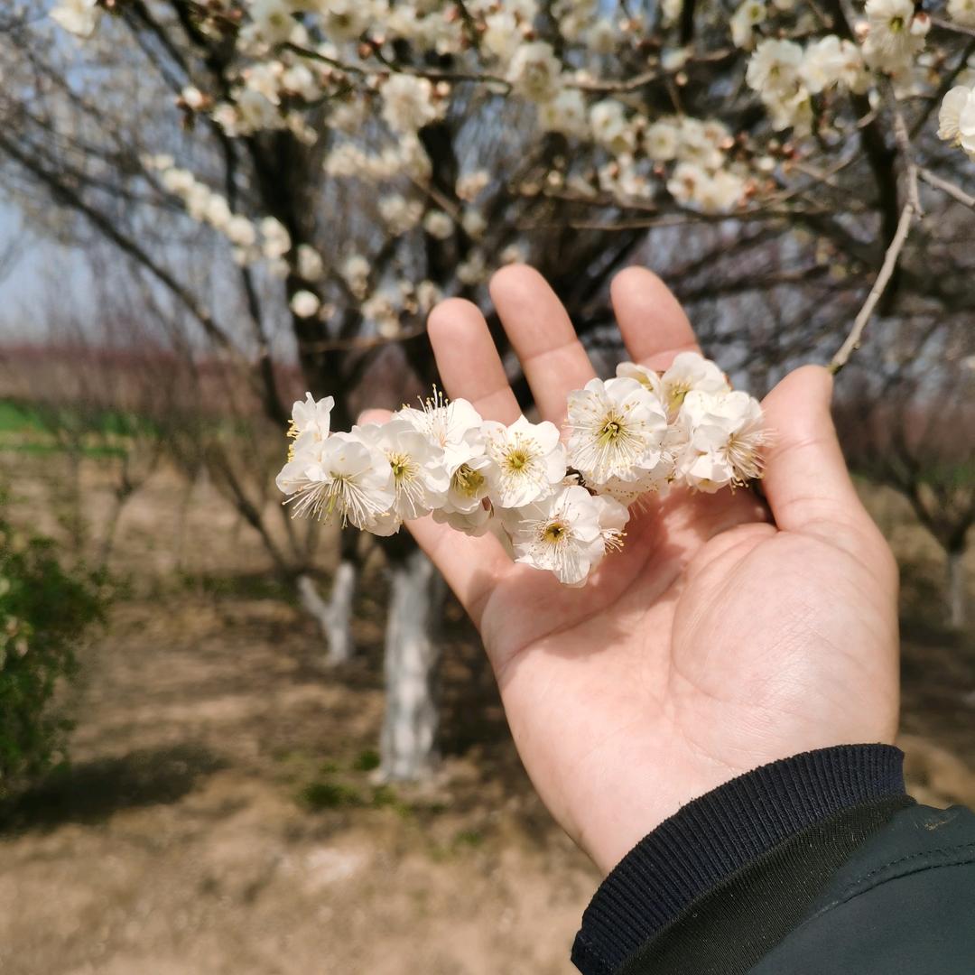徐州派梵梅花北美冬青基地