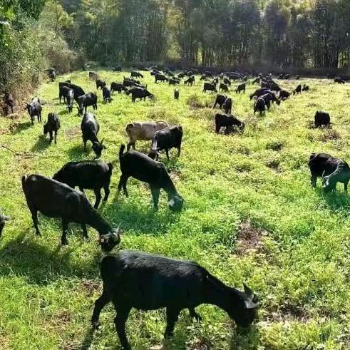 安庆琪璋生态养殖