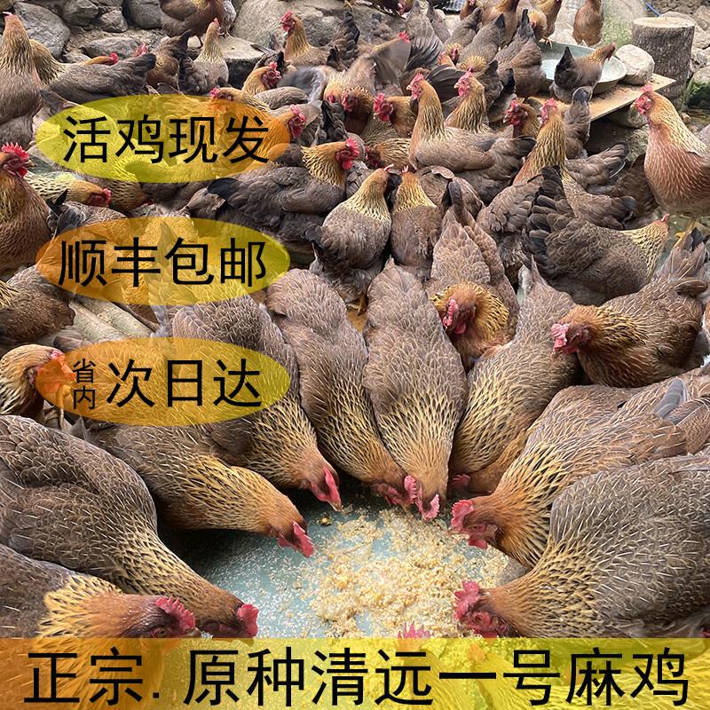 原生态清远麻鸡、黑山羊肉