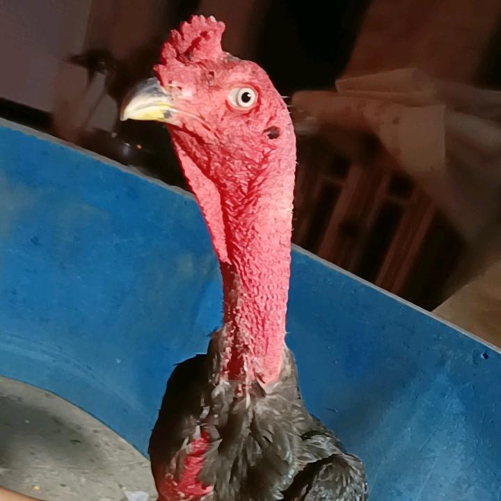 六枝特区岩脚松松养殖场