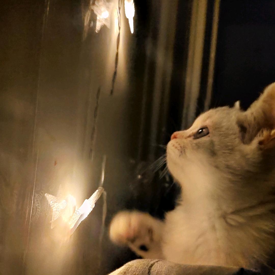 爱玩游戏的小苏