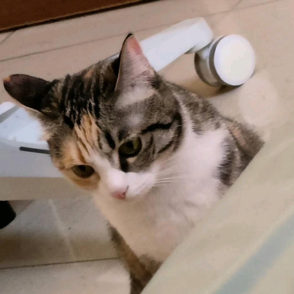 柠檬糖（三角洲行动）