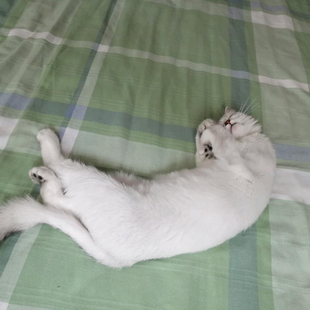 青灯不归客（助眠）