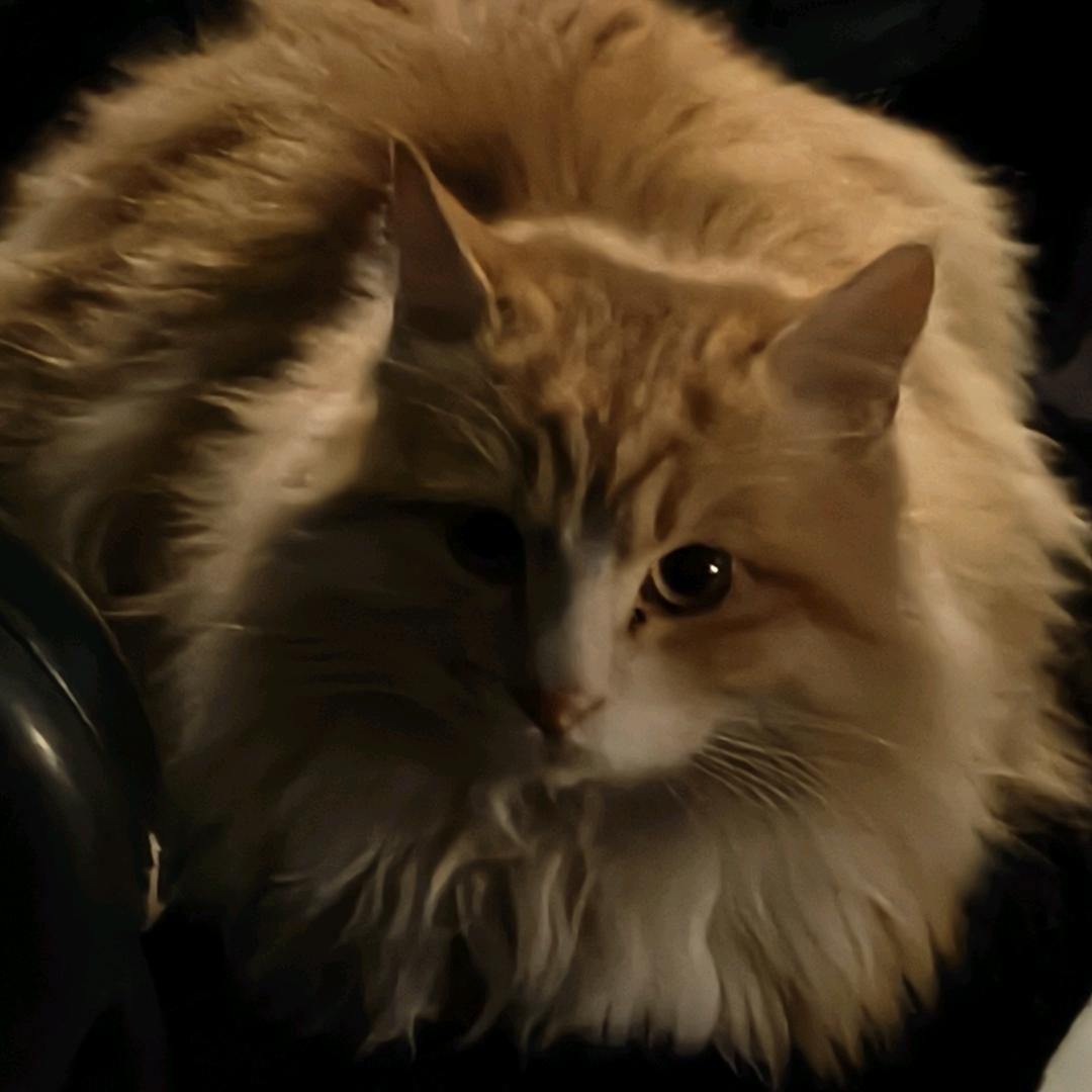 孤单听雨的🐶（想见老林版）