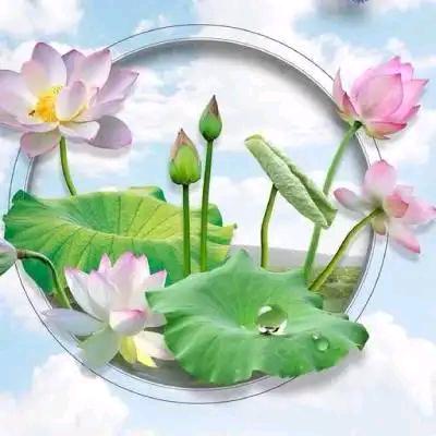 莲心如梦