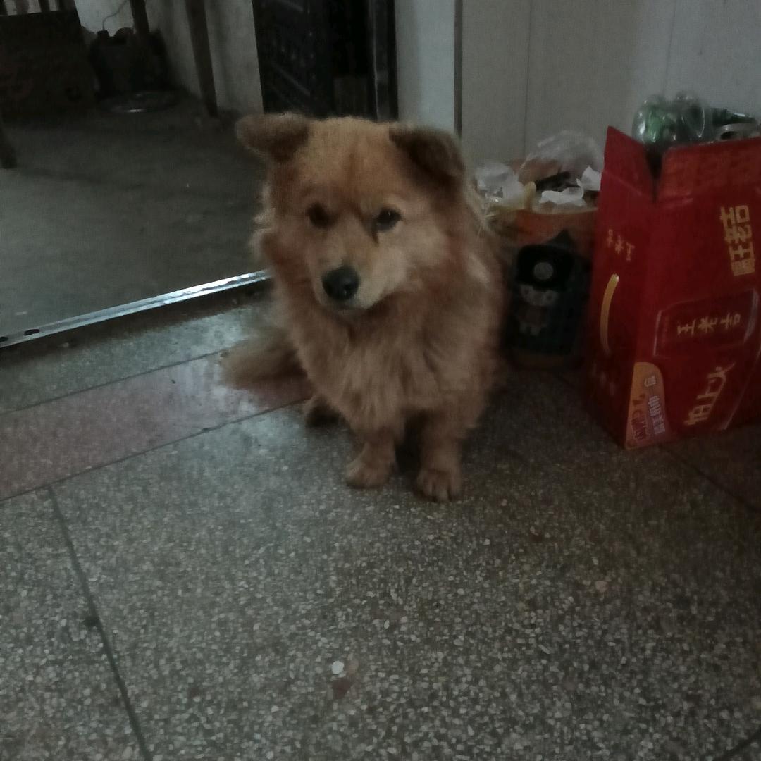草莓味的猫肉肉