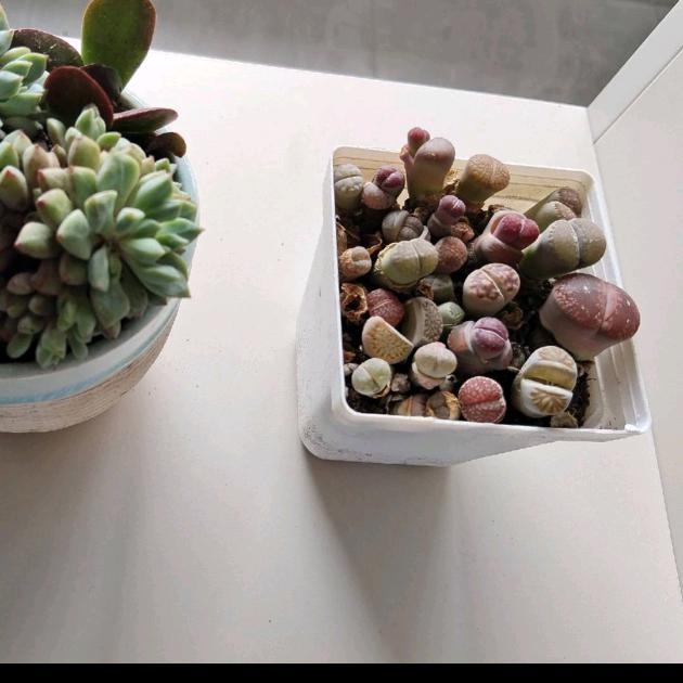 十堰探房青辣椒~🔥🔥🔥