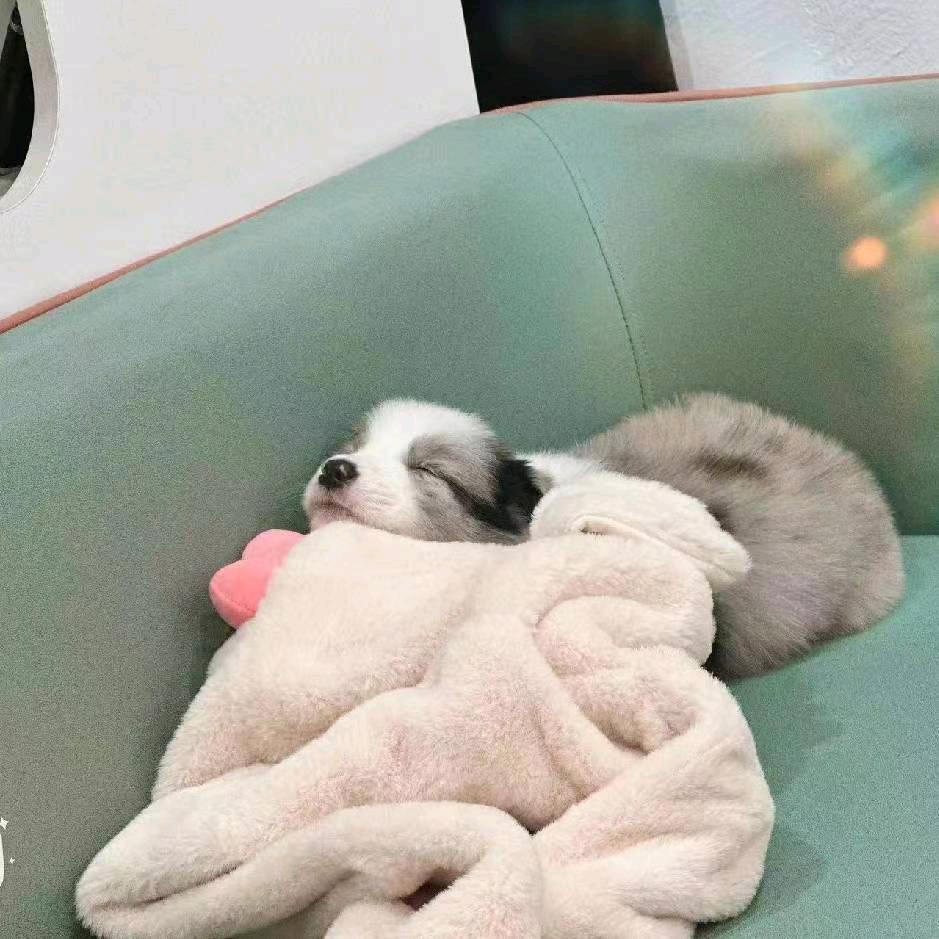 佳海边牧犬舍（买狗私信）