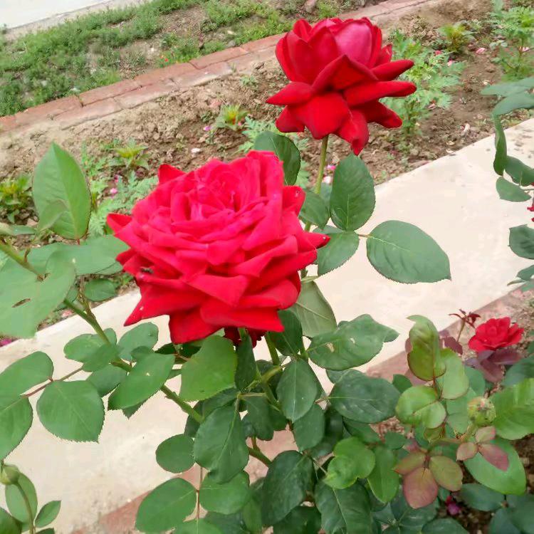 花落花开