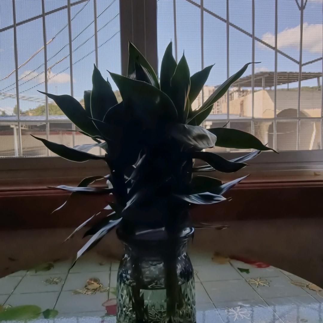 花好月园