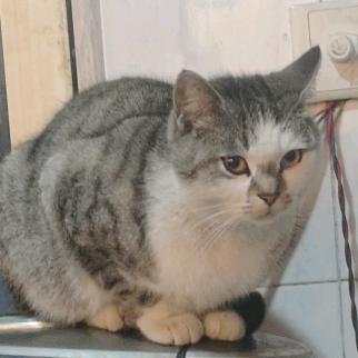 六六顺意（不要连赞）