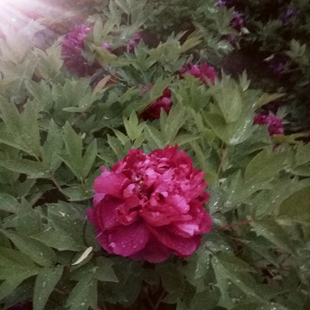 江湖浪子