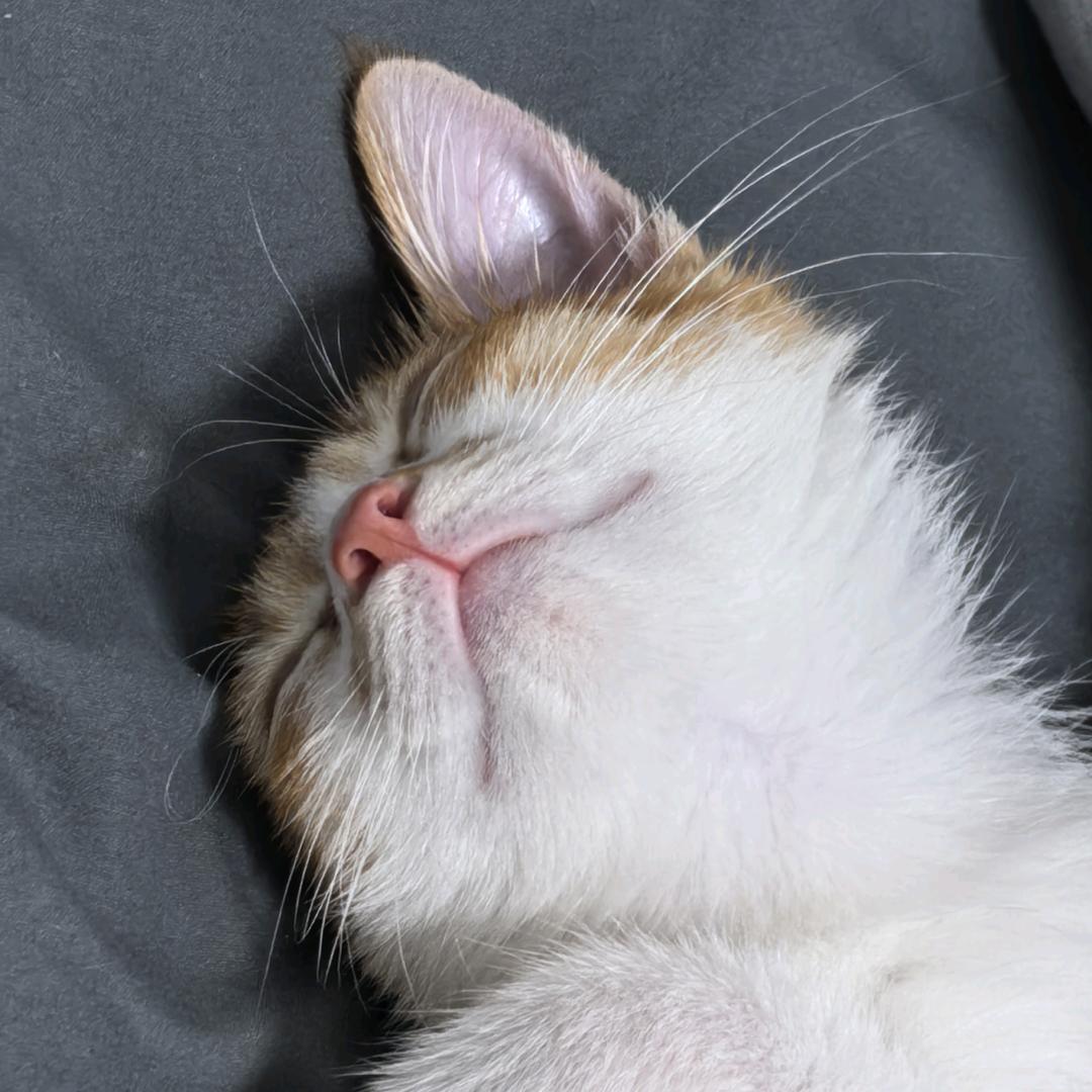 给猫脑浇水