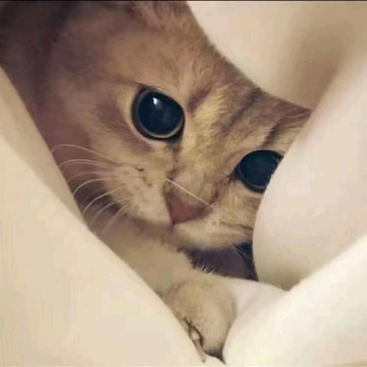 Y.✨