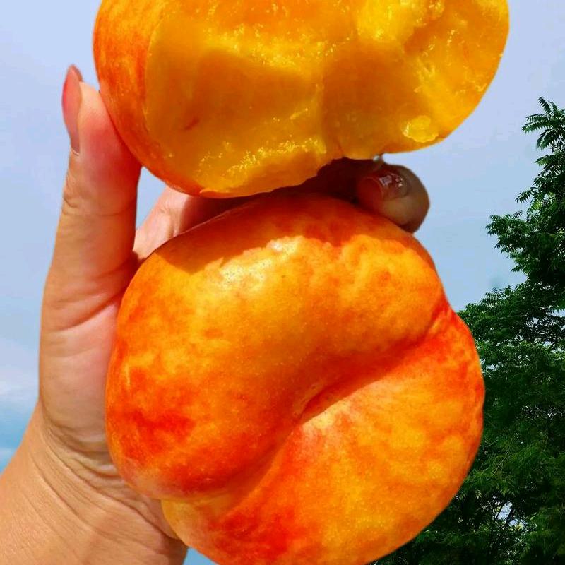 彩虹油蟠桃🍑黄桃原产地(小徐)