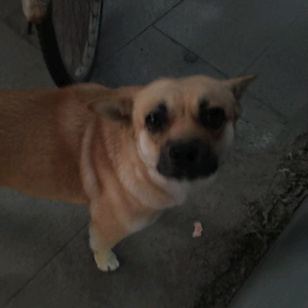 灰太狼：我一定会回来的