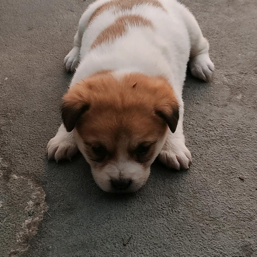 中华田园犬小土狗
