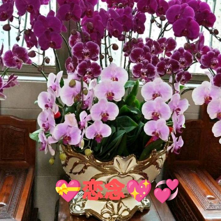 ❤️恋🐴念🌹