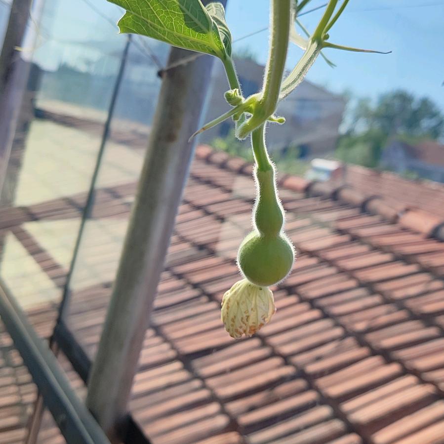 鑫哥葫芦
