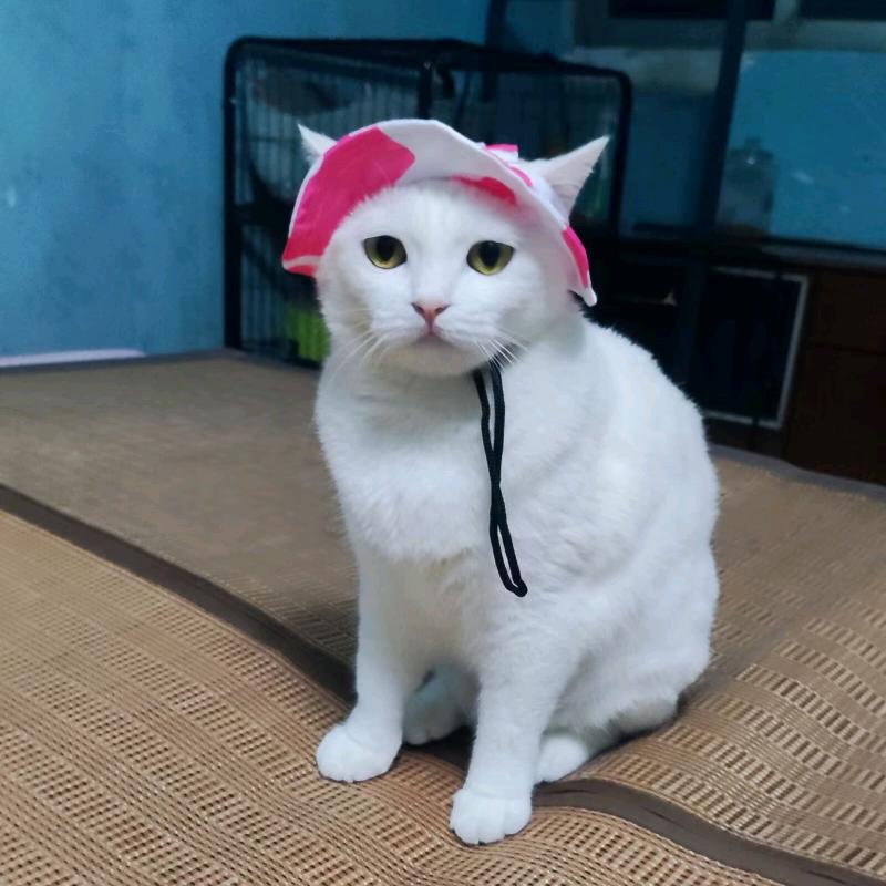 家有萌宠