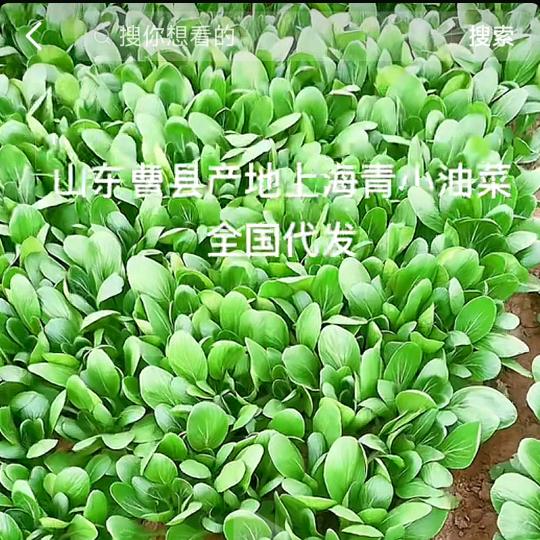山东精品叶菜