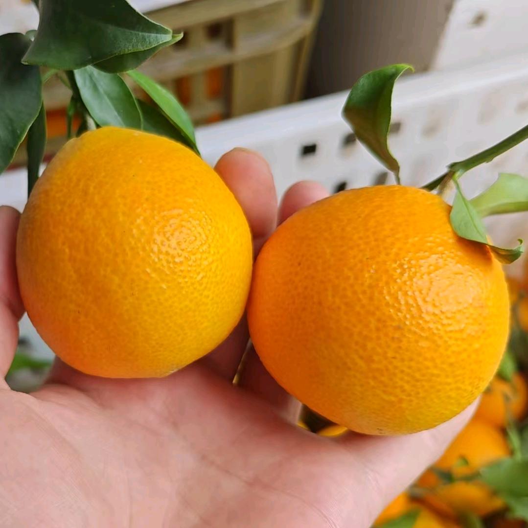 泌阳泌水园果业—产地直发