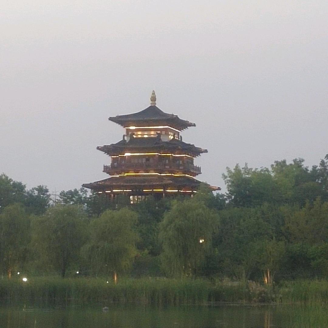 帅帅的蔷薇花