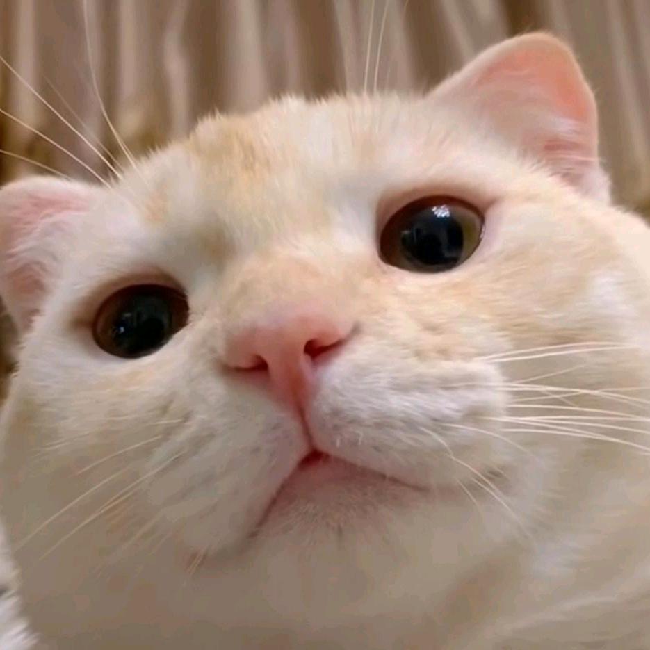 猫meme日记