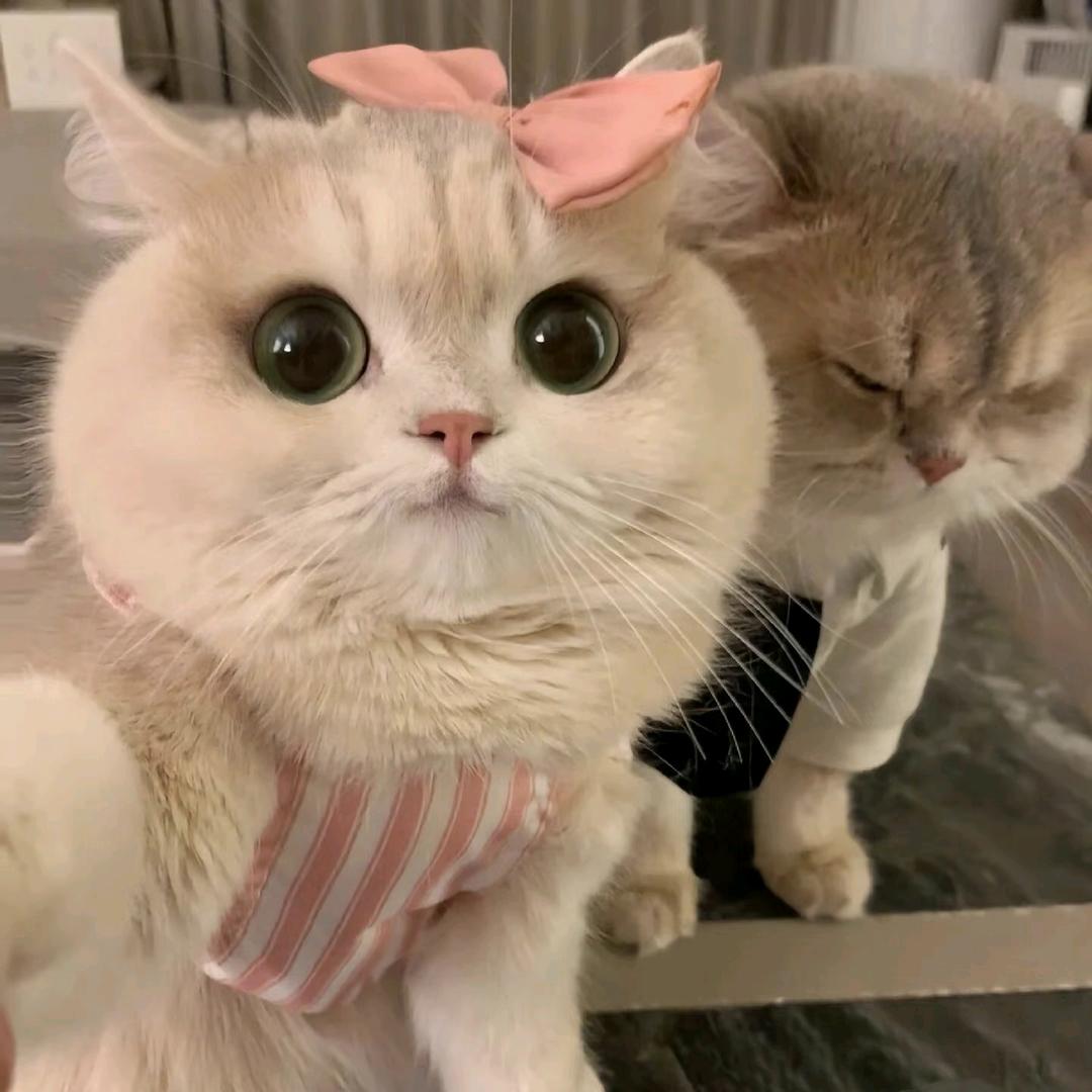 喵喵喵^^