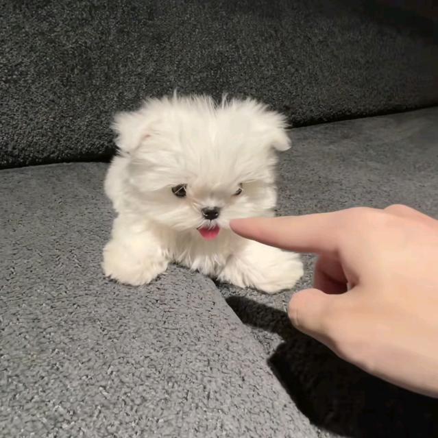 小白不白