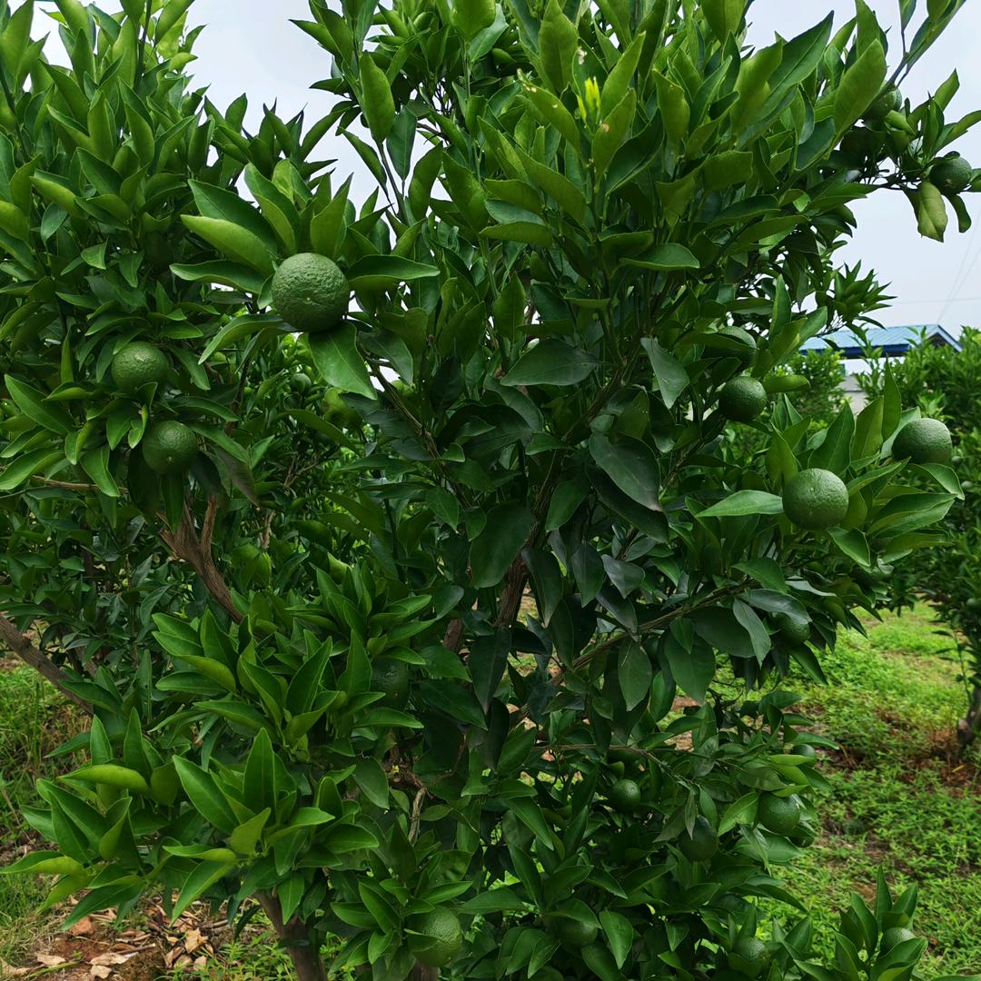 海鸿绿岛生态农庄