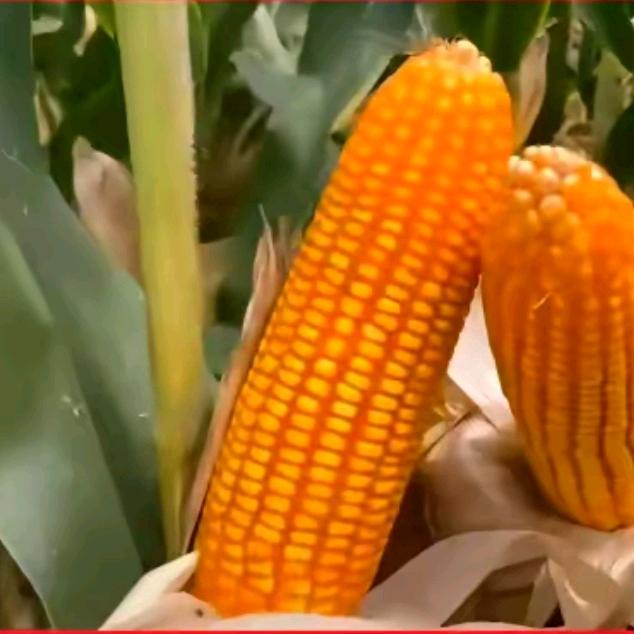 临颍县福起农资经营部