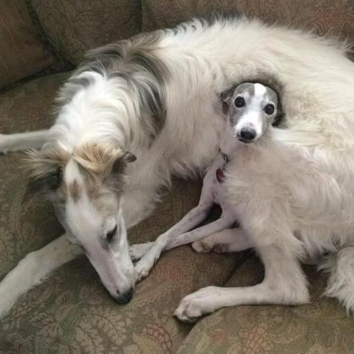 犬狸