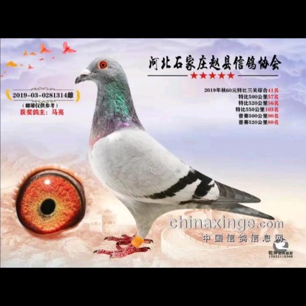 河北马亮