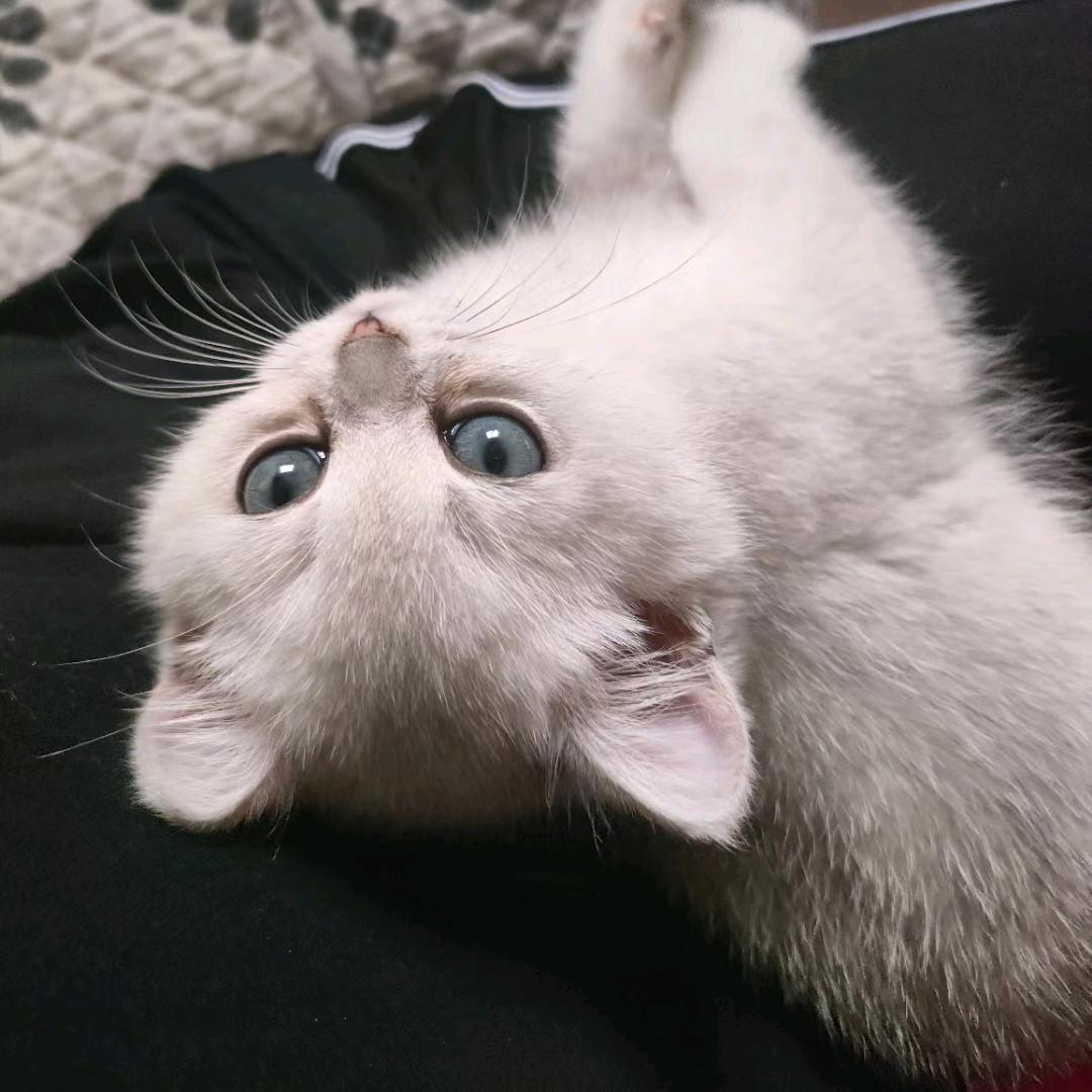 AAA猪饲料批发墨哥