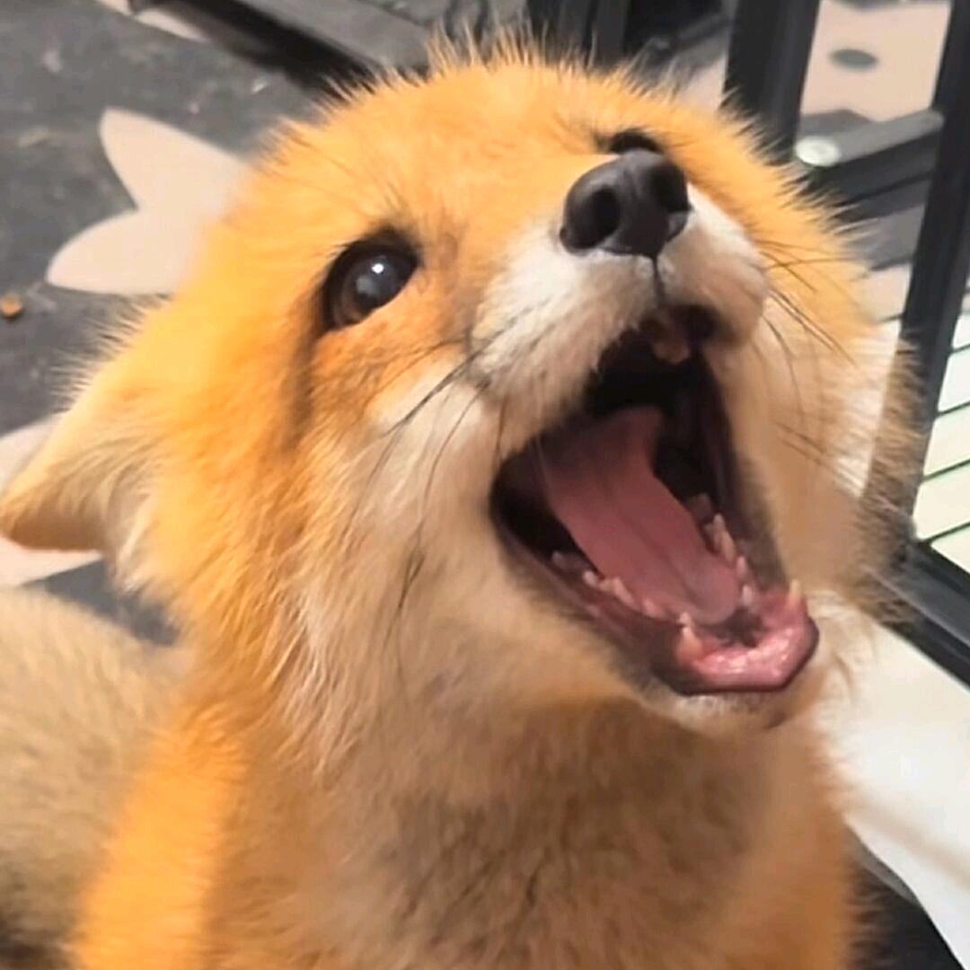 这次想如何狡辩