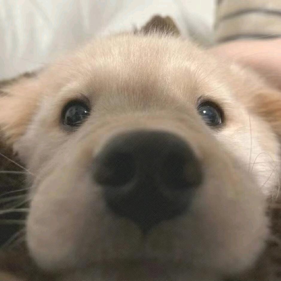 鸡翅大王