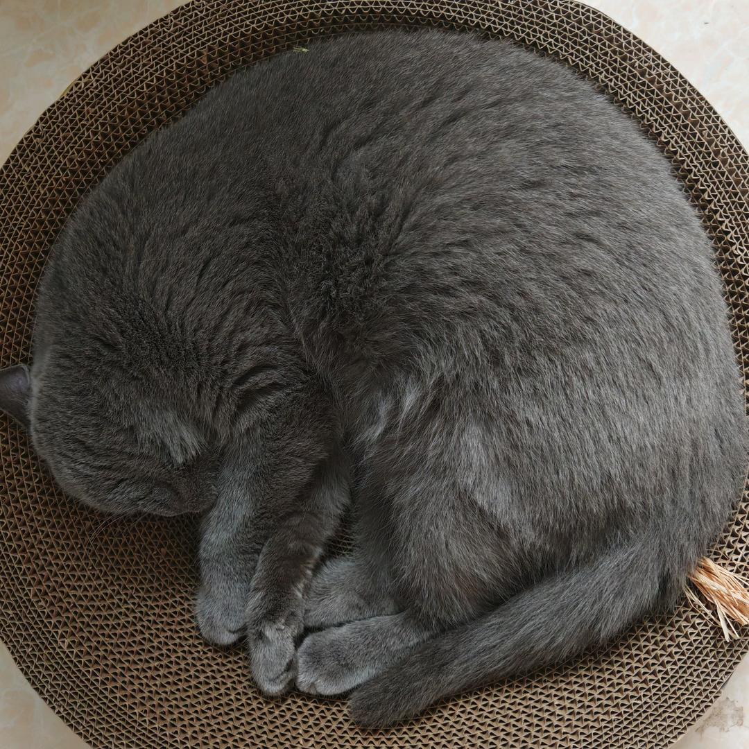 铁公鸡（咕噜咕噜）