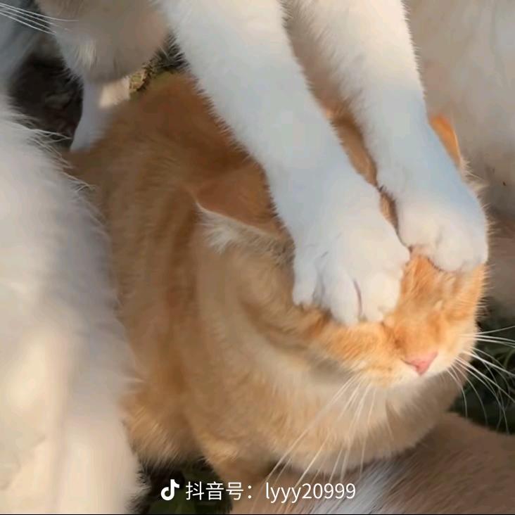 小林子爱吃大罐头