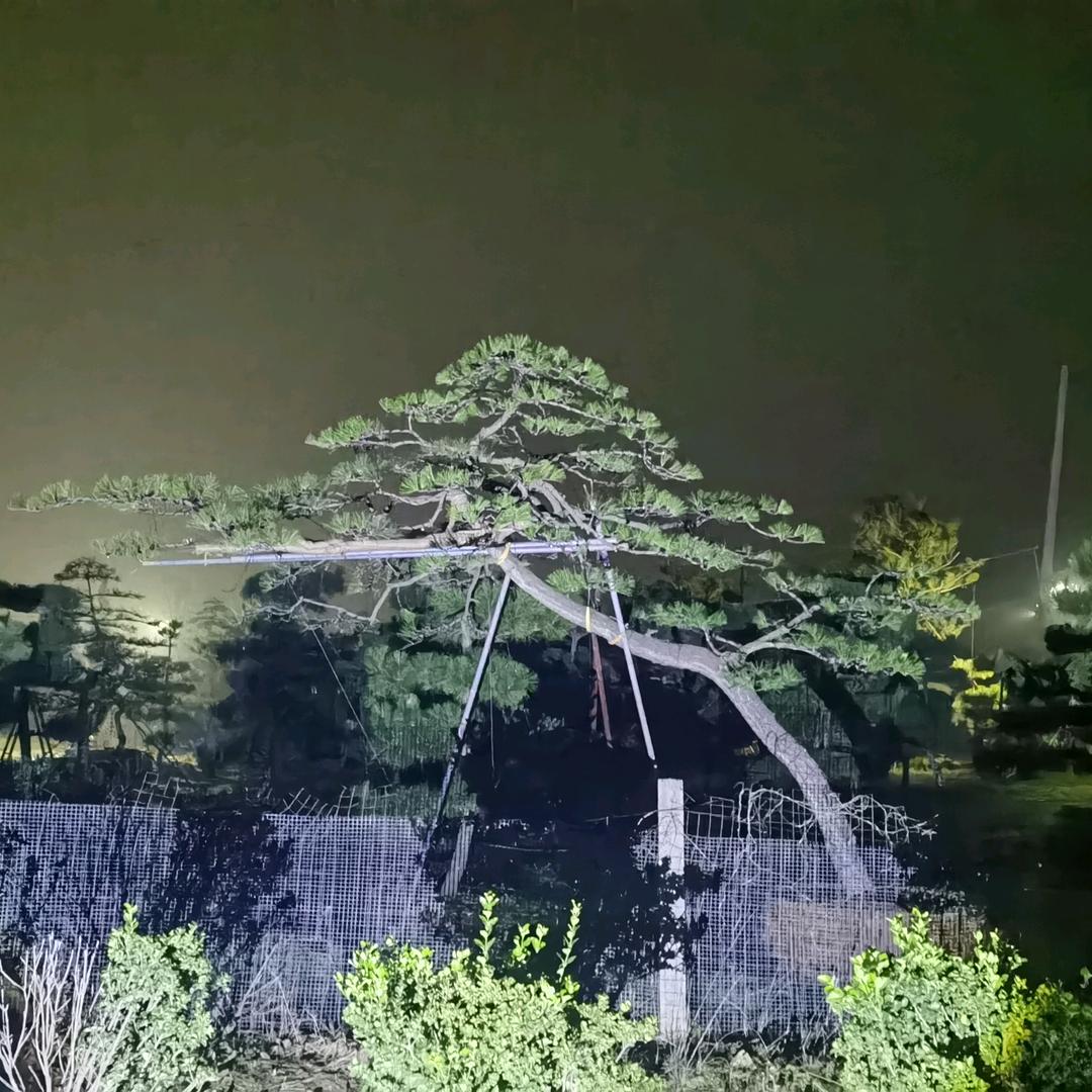 望松源-泰山黑松庭院松