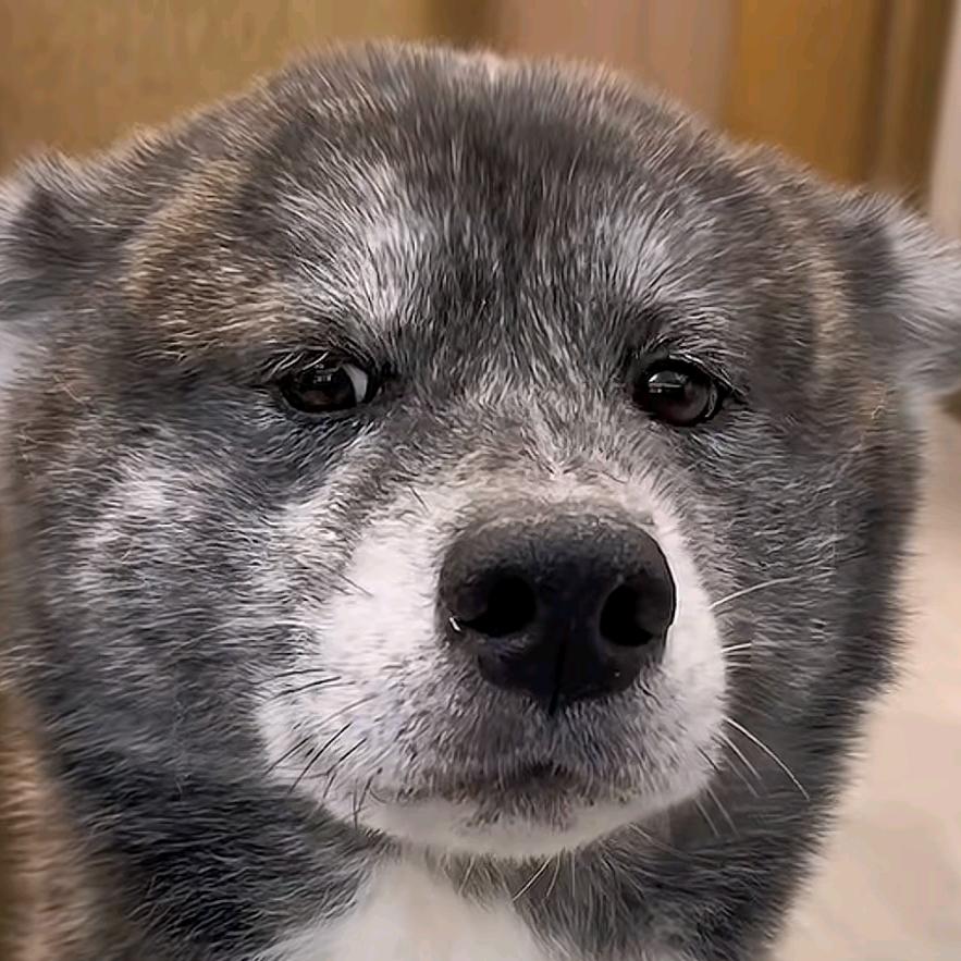 長安豆爺