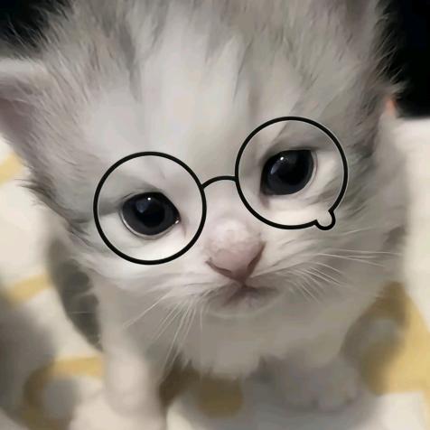 猫咪盖饭