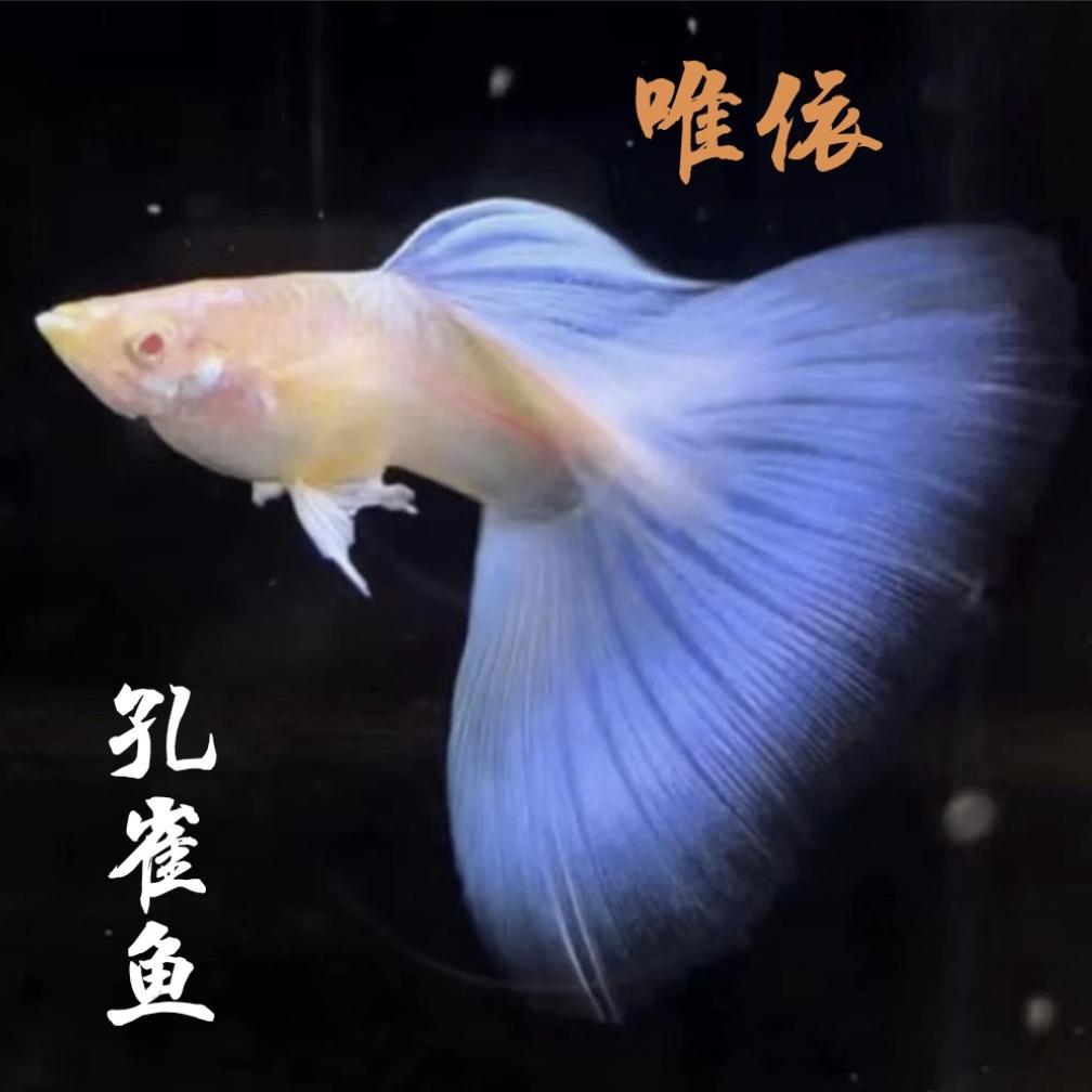 唯依孔雀鱼