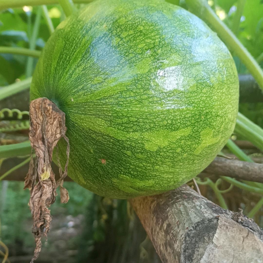 江江