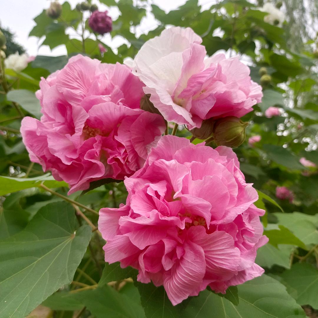 天天开心🌺