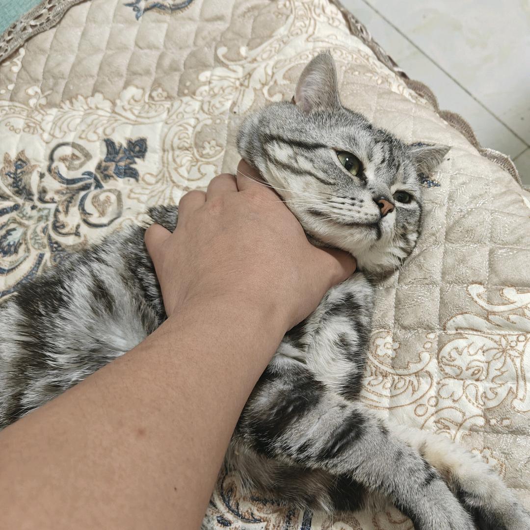 丸子是一只猫咪