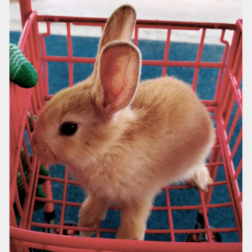 喜欢蹲草丛的妲己