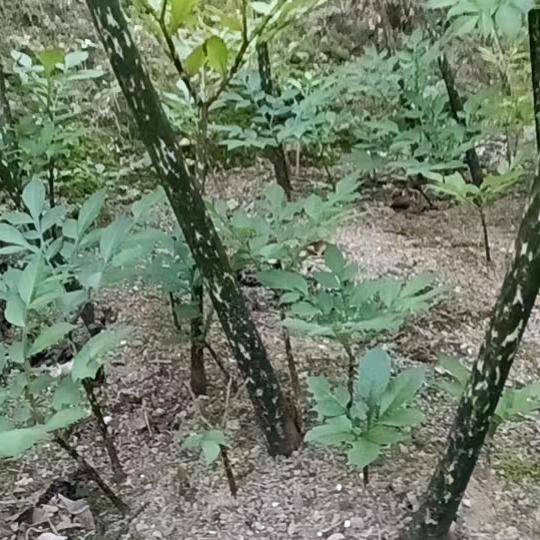 让梦起飞